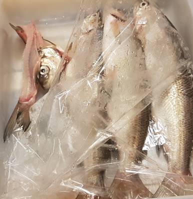 Fisch10.jpg