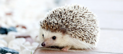 Igel-piuxabay.png