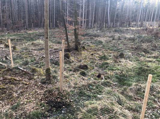 Tannenschonung-im-Tutzinger-Wald.jpg