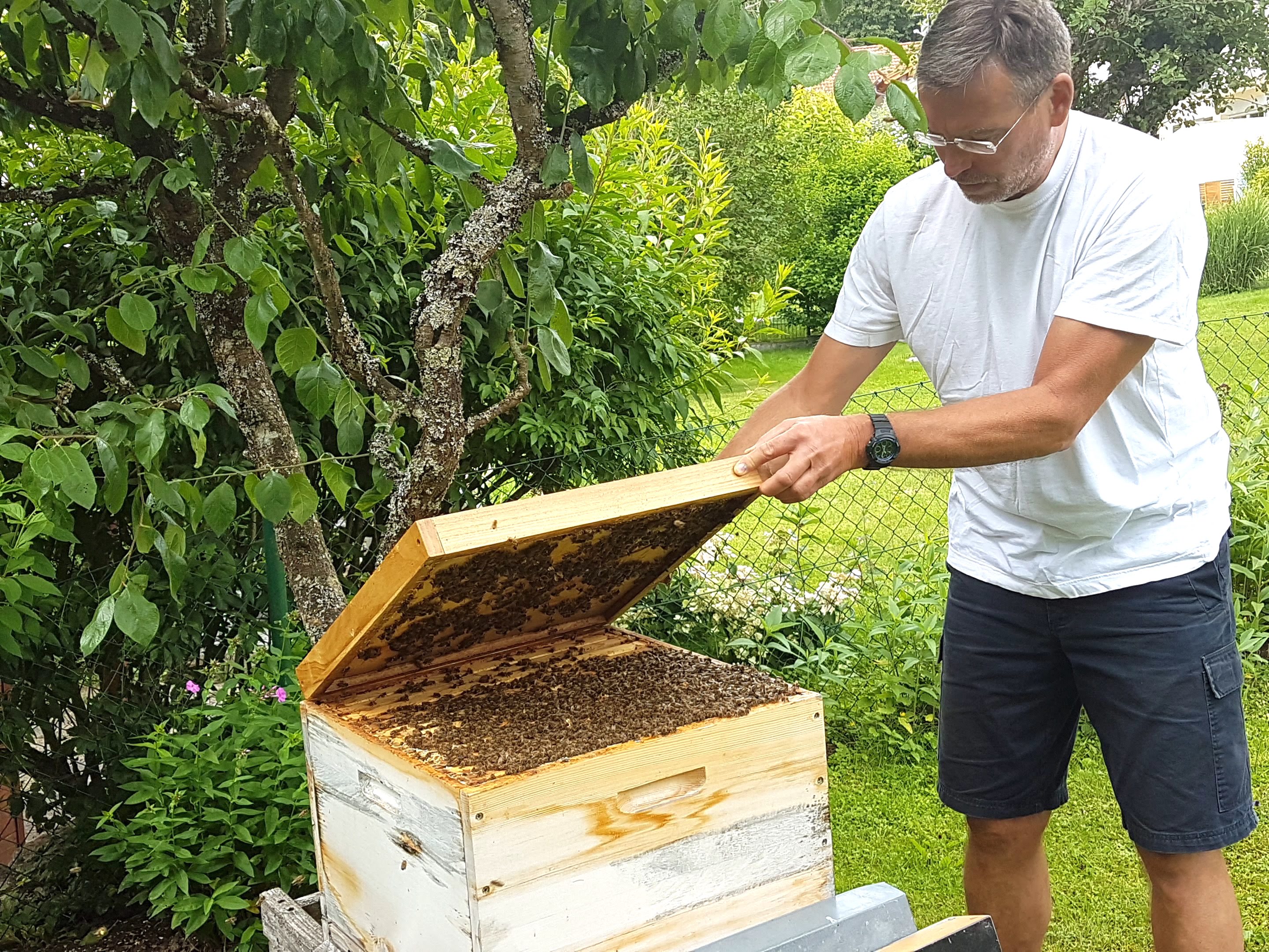 Bienenschwarm Im Garten Ruhig Bleiben Tutzing Vor Ort News