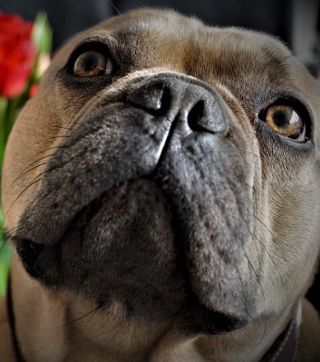 Bulldogge3-pixabay.png