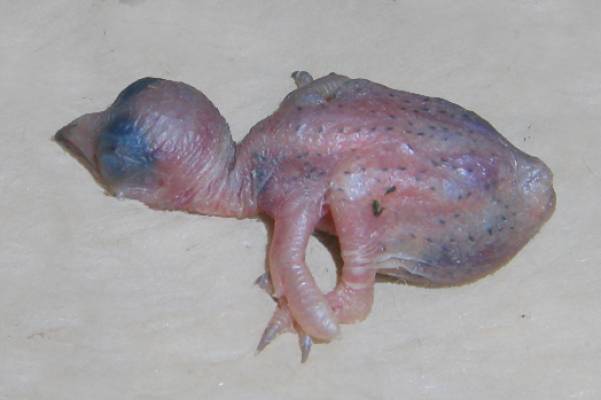Mauersegler-Baby.jpg