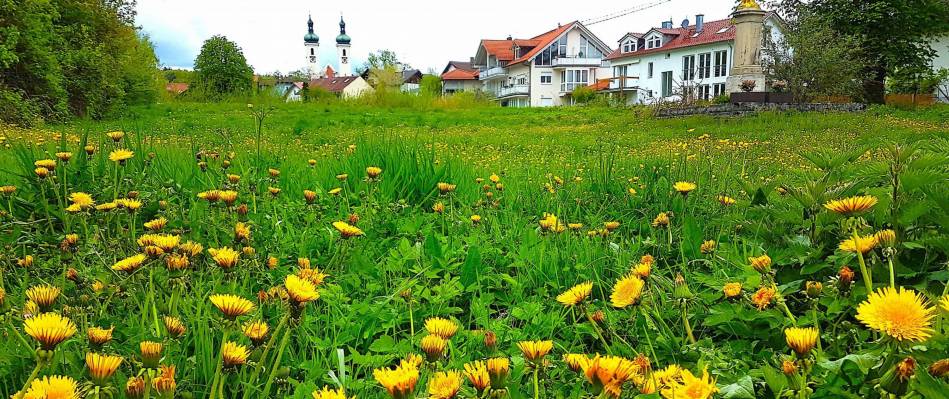 Seehof-Blumen.jpg