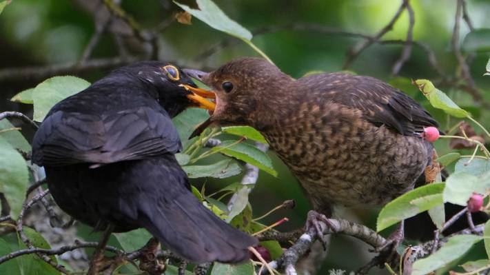 Amsel--Tutz-Home-3802-2--stling-F-tterung--20210627.jpg