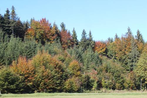 Waldrand-im-Herbstkleid.jpg