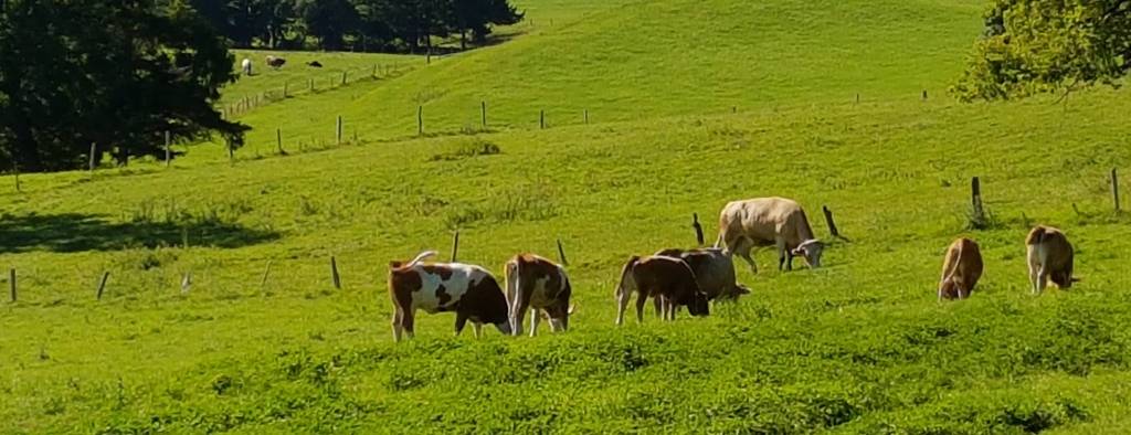 Landwirtschaft1.jpg