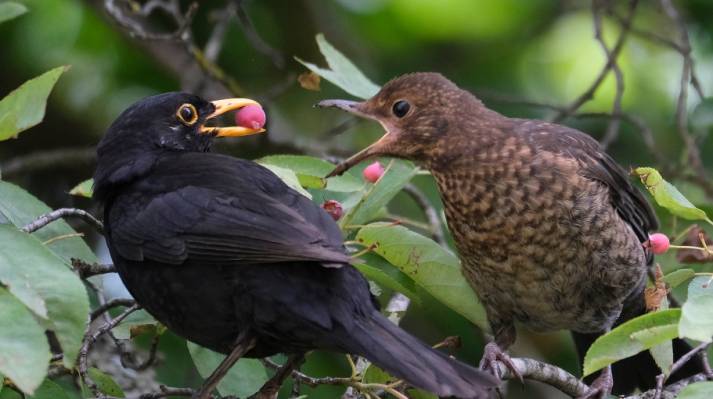 Amsel--Tutz-Home-3801-s--stling-F-tterung--20210627.jpg