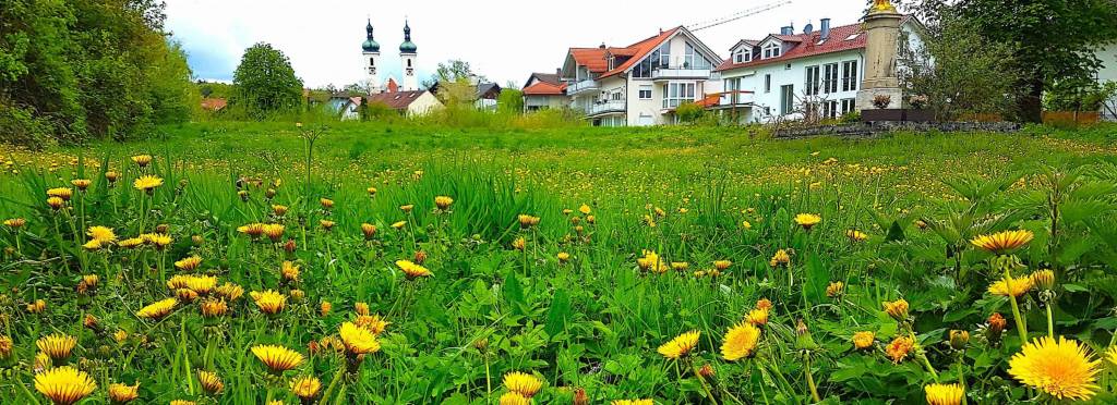 Seehof-Blumen.jpg