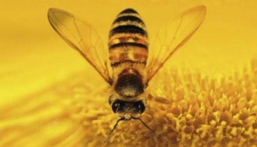 Honey.jpg