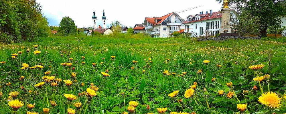 Seehof-Blumen.jpg