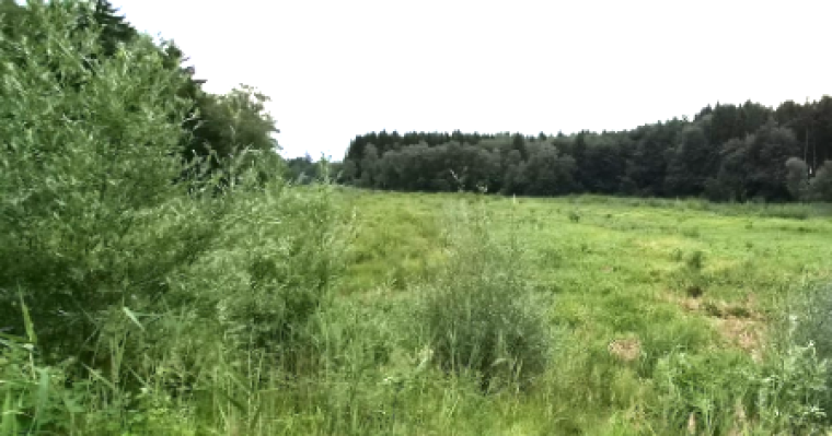 Deixlfurter-Weiher-Langer-Weiher-1a.png