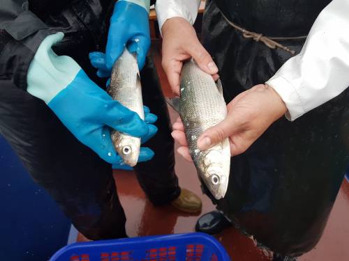 Fisch13.jpg
