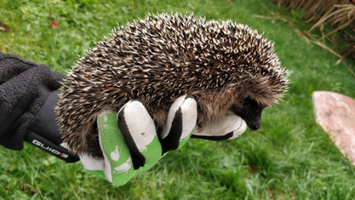 Tierschutzverein5-Igel.png