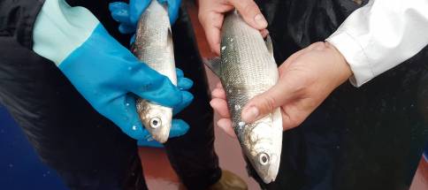Fisch13.jpg